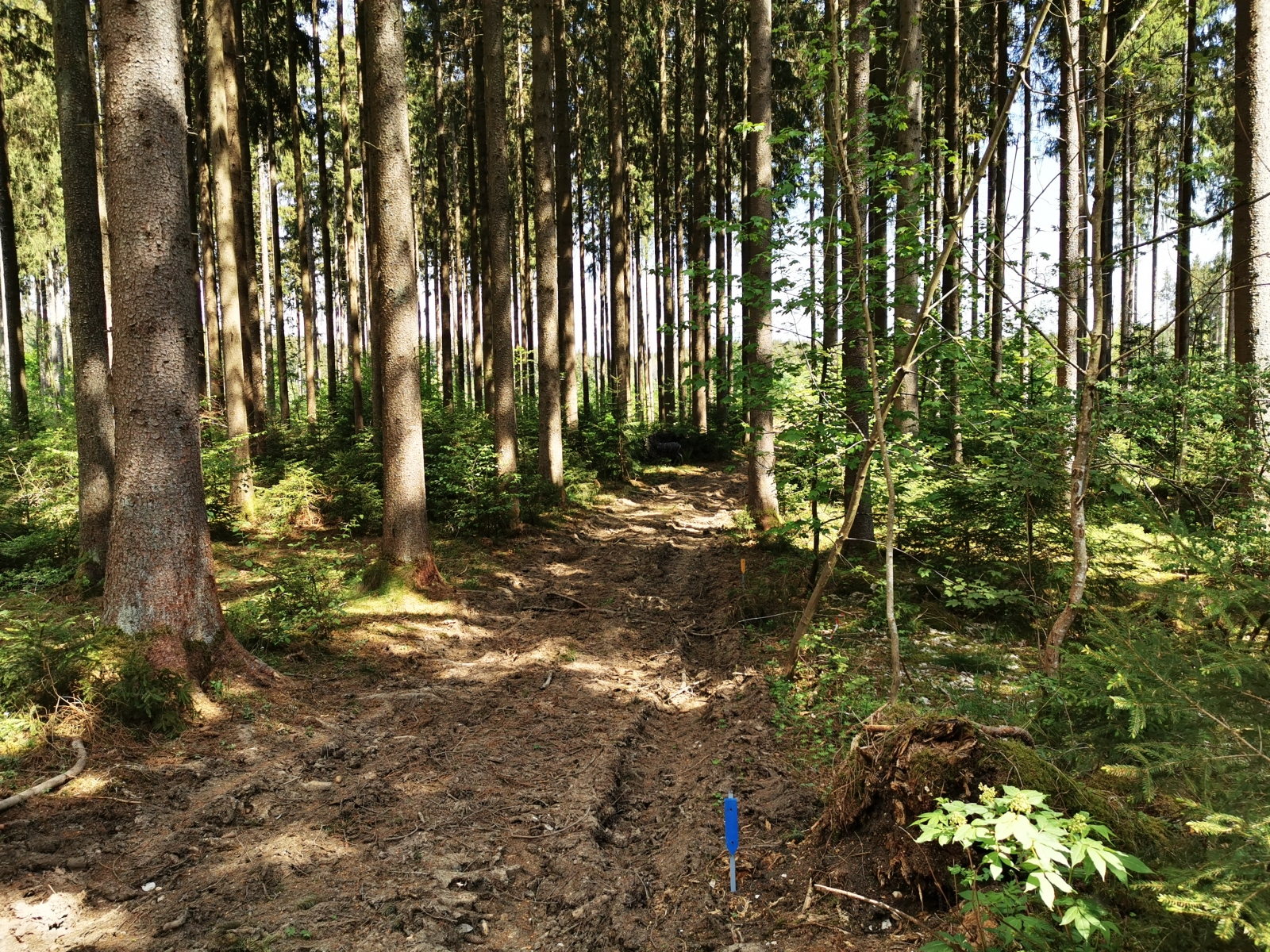 3D-Target im Wald