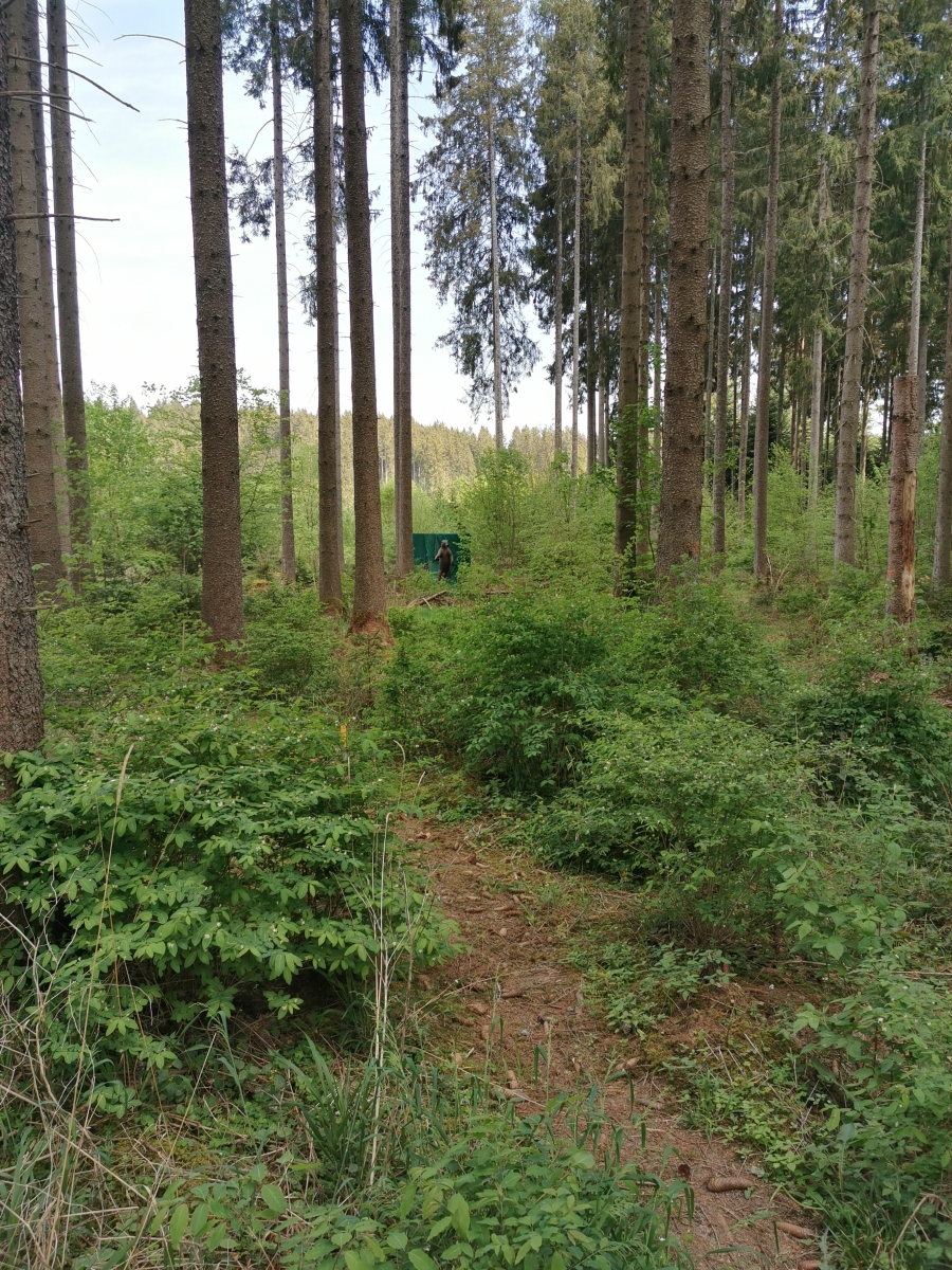 Bogenschütze beim Training im Wald