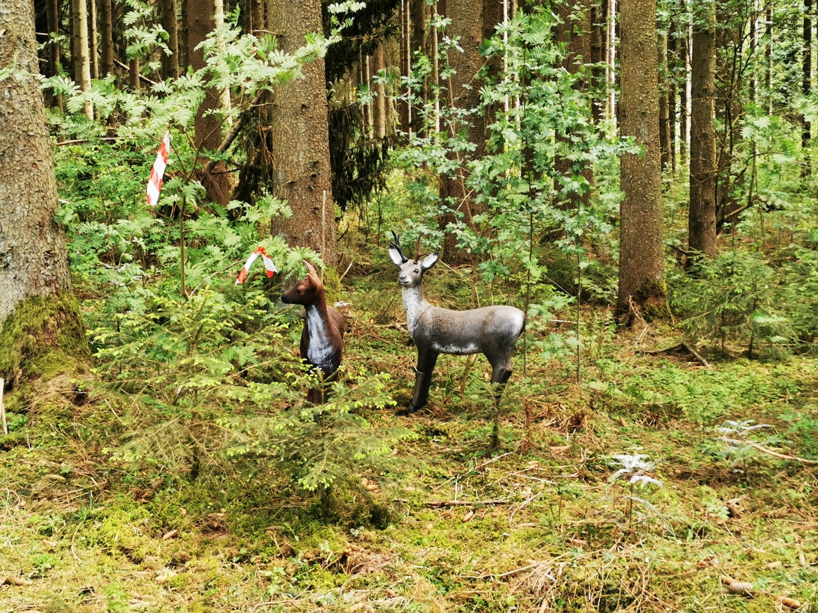 Wald bei Wolterdingen
