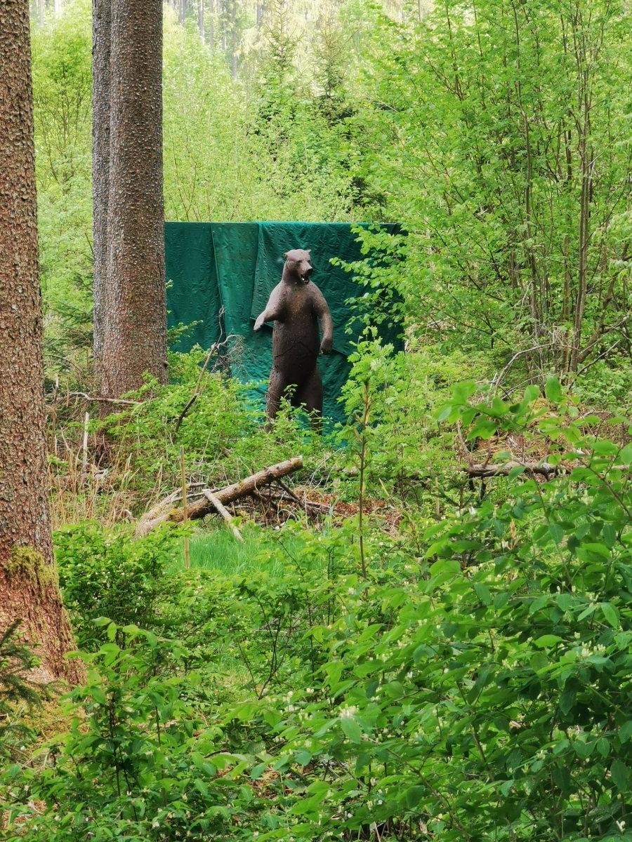 Der sonnenverwöhnte Wald bei Wolterdingen, in dem Bogenplatz und 3D-Parcours liegen