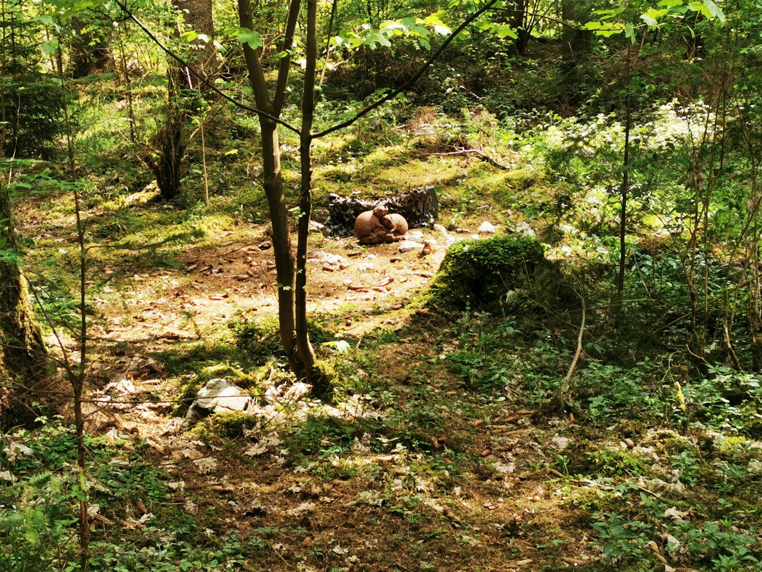 Sonniger Wald