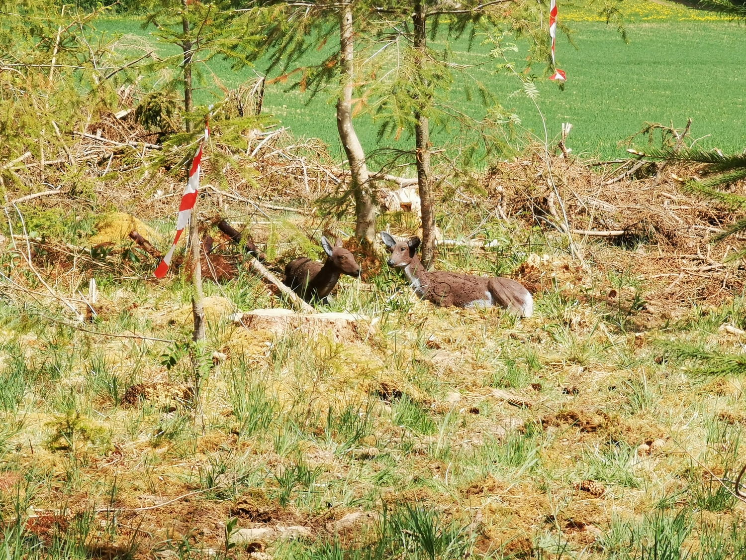 Ziel im Wald