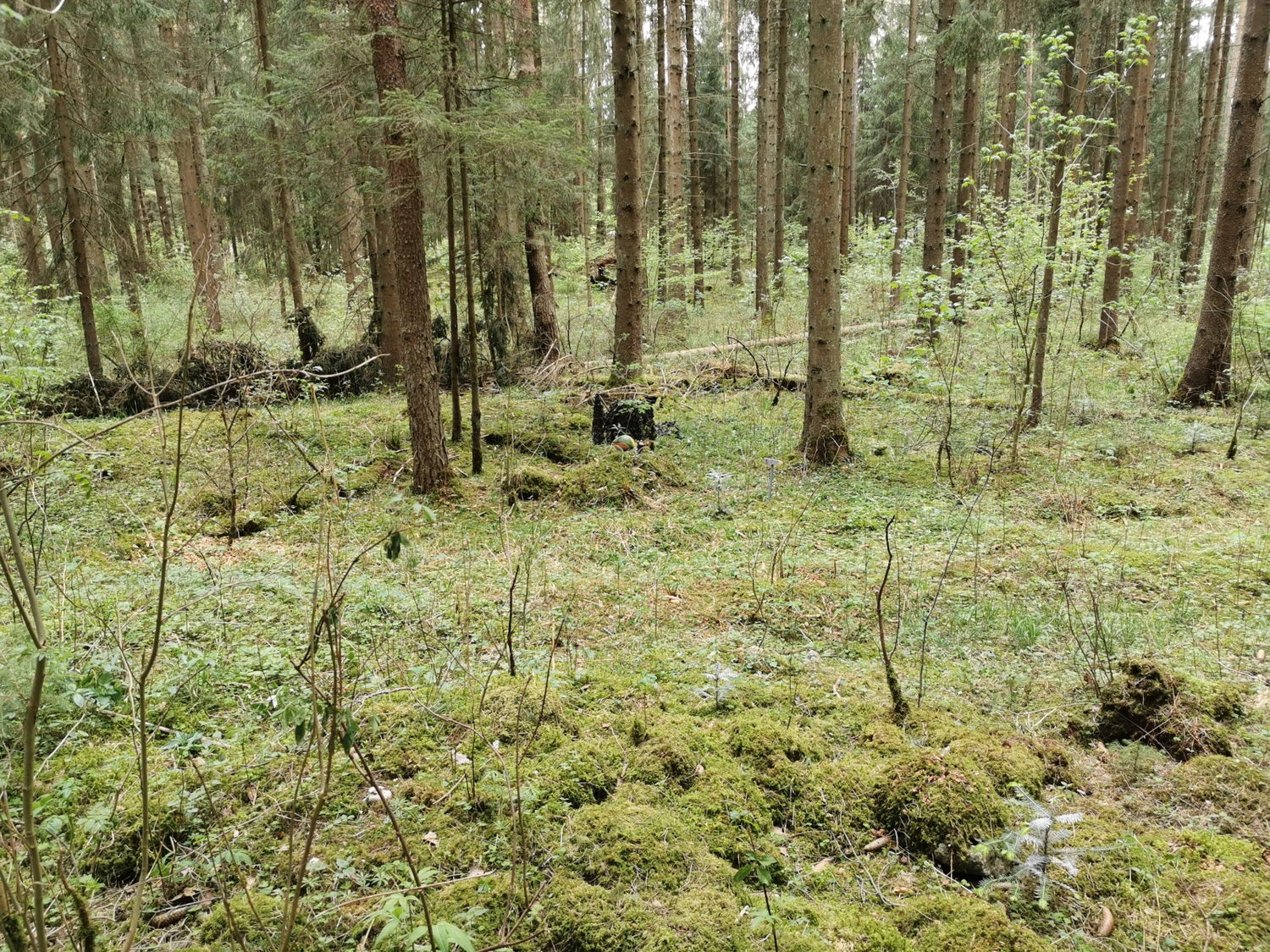 Waldlichtung